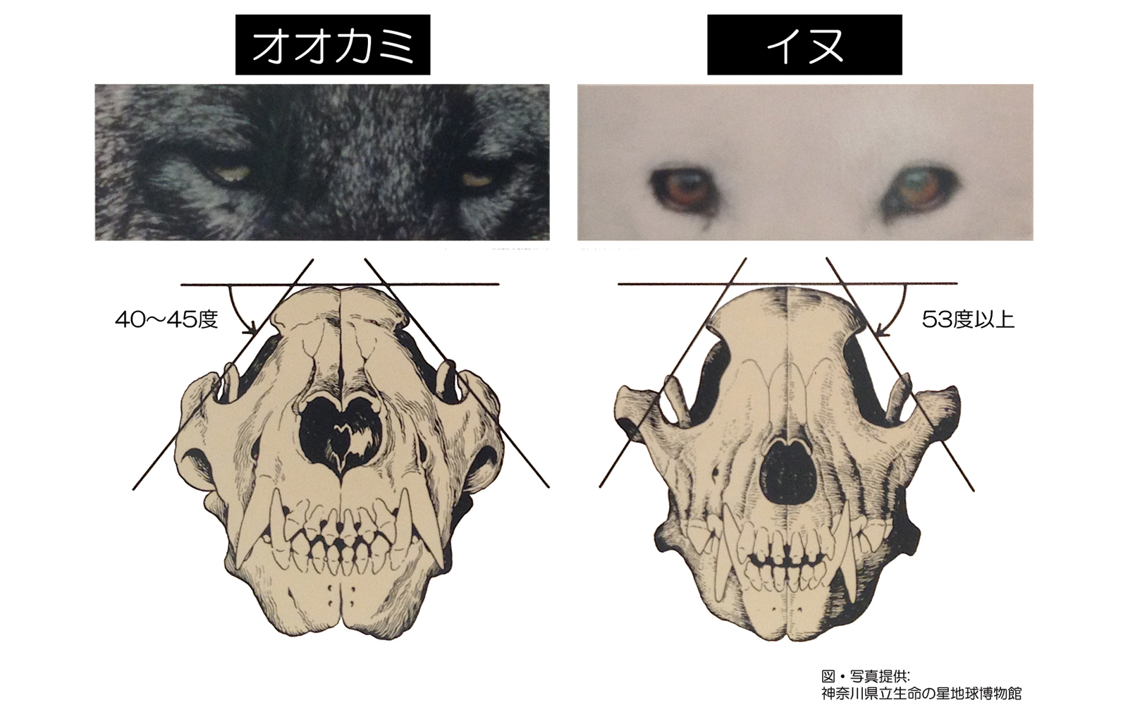頭骨前面と目の比較