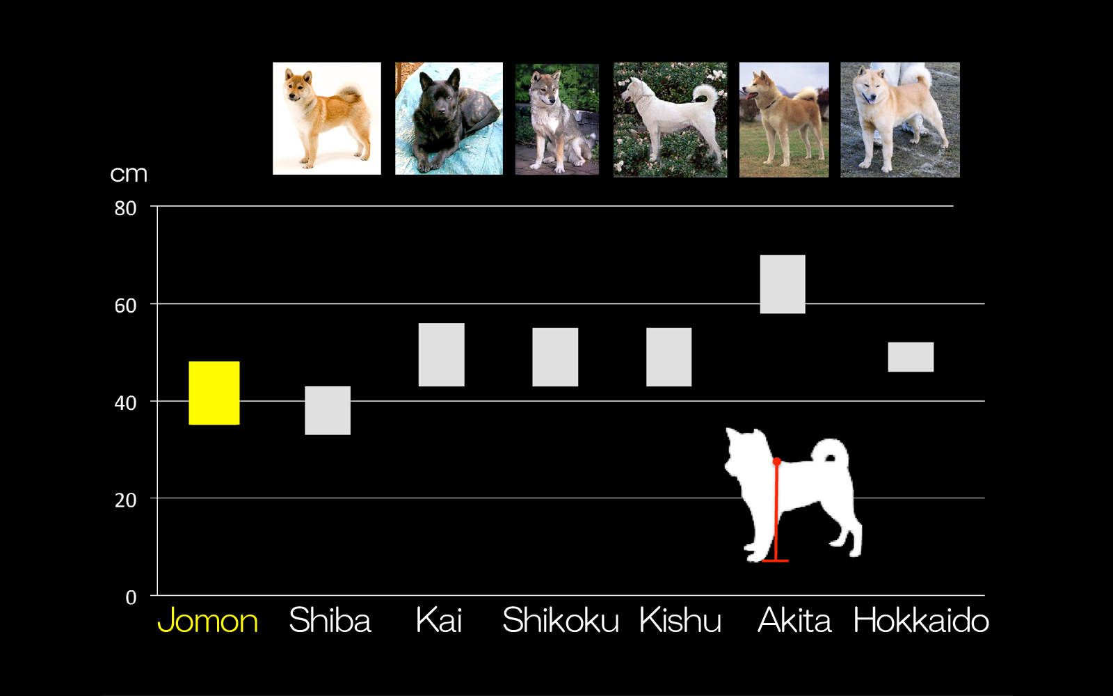 Distribution of withers heights of Jomon dog and other native Japanese breeds